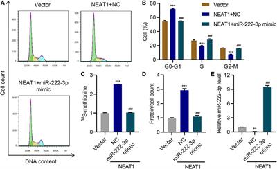 LncRNA NEAT1 Promotes High Glucose-Induced Mesangial Cell Hypertrophy by Targeting miR-222-3p/CDKN1B Axis